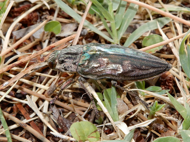 Buprestidae: Chalcophora  massiliensis